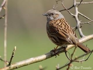 Il y avait du remue-ménage du côté des troglodytes en ce ...
