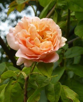 Il y avait du remue-ménage du côté des troglodytes en ce ...