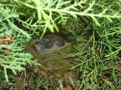 Il y avait du remue-ménage du côté des troglodytes en ce ...