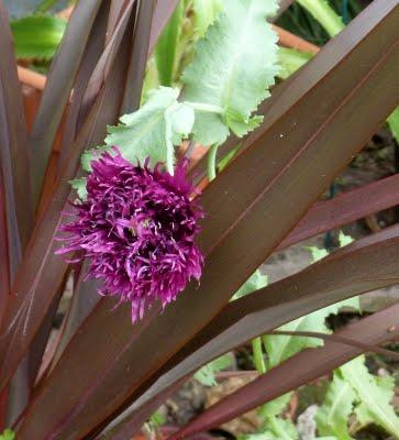 Il y avait du remue-ménage du côté des troglodytes en ce ...
