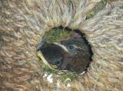 avait remue-ménage côté troglodytes