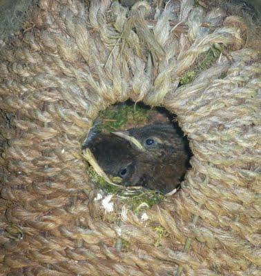 Il y avait du remue-ménage du côté des troglodytes en ce ...