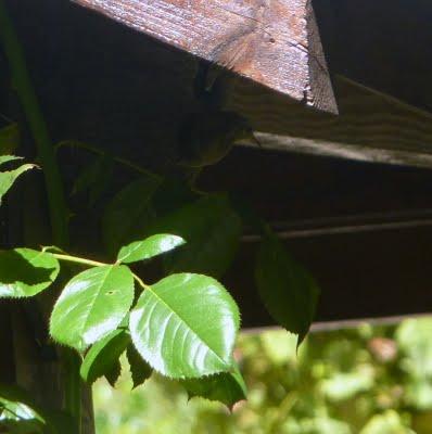 Il y avait du remue-ménage du côté des troglodytes en ce ...