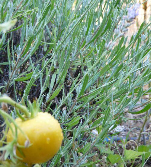 Potager fleuri juillet 2011 : après les fraises, tomates et melons arrivent !...