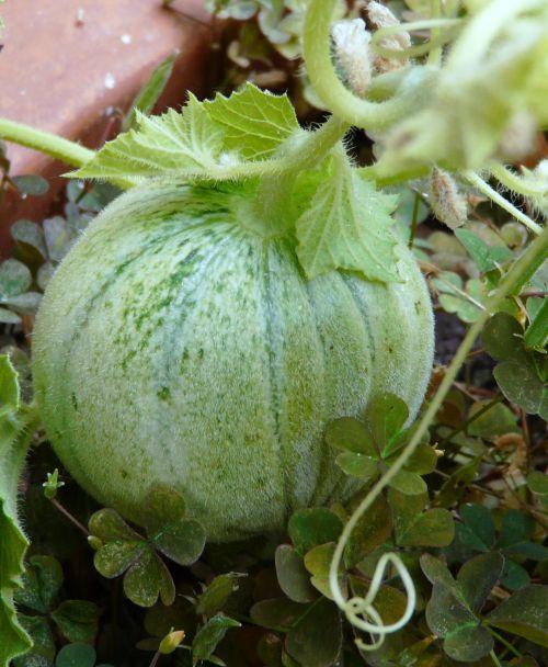 Potager fleuri juillet 2011 : après les fraises, tomates et melons arrivent !...