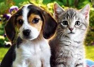 Comment faire garder votre animal cet été ?