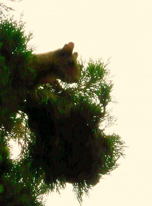 Les promenades peuvent nous réserver des surprises : journal du 8 juillet 2011