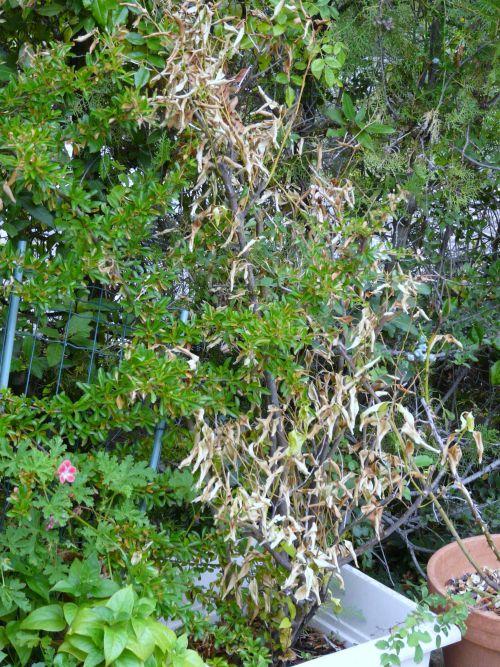 Les promenades peuvent nous réserver des surprises : journal du 8 juillet 2011