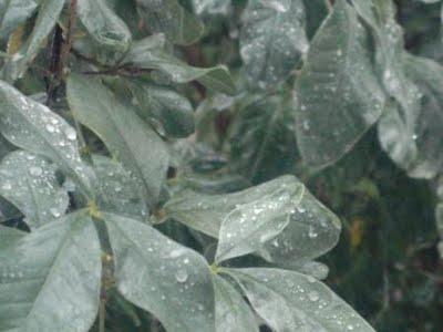 Un Pai Mu Tan délavé et une ombre de moi