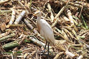 damoiseau-gardel 161