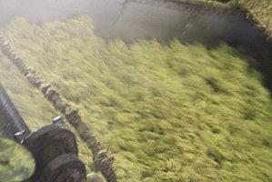 damoiseau-gardel 200