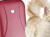 accros chats s’accrochent compris pendant vacances