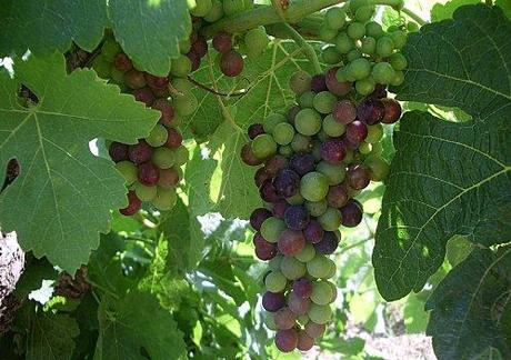 Veraison 11