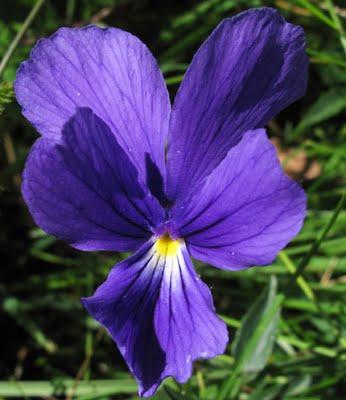 Hautes Chaumes vosgiennes : Viola lutea