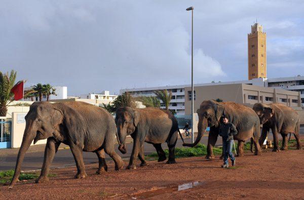 Retour au bercail pour les éléphantes bloquées