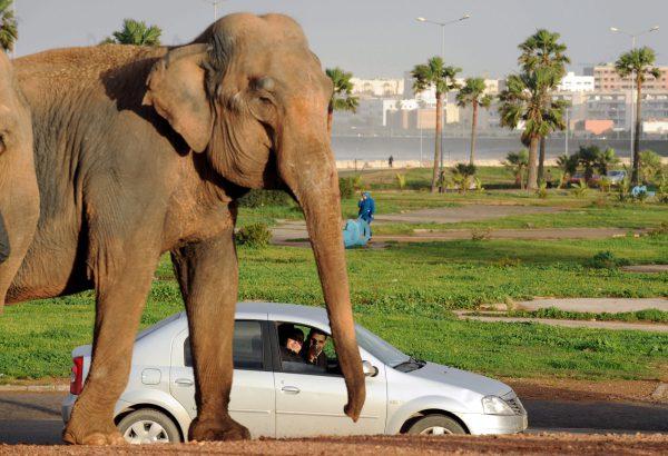 Retour au bercail pour les éléphantes bloquées