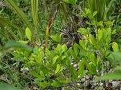 Pérou s'attaque enfin trafic cocaïne