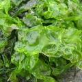 Cuisinez des algues…c’est bon et c’est sain…