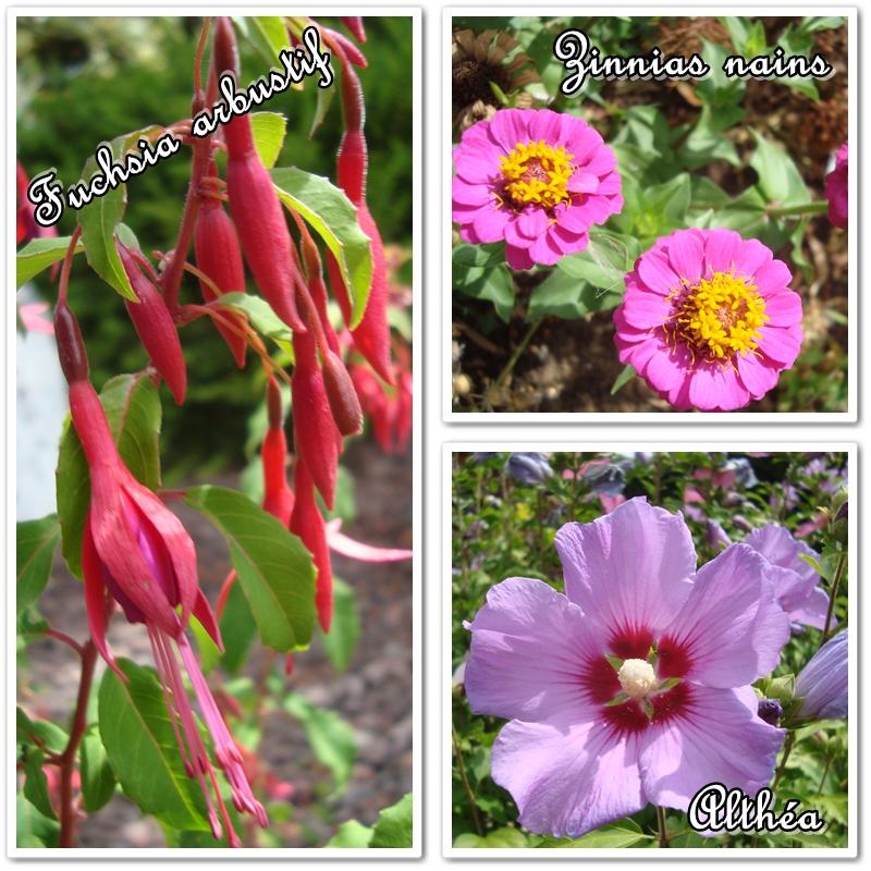 Du blanc au mauve en passant par le rose, 12 juillet 2011