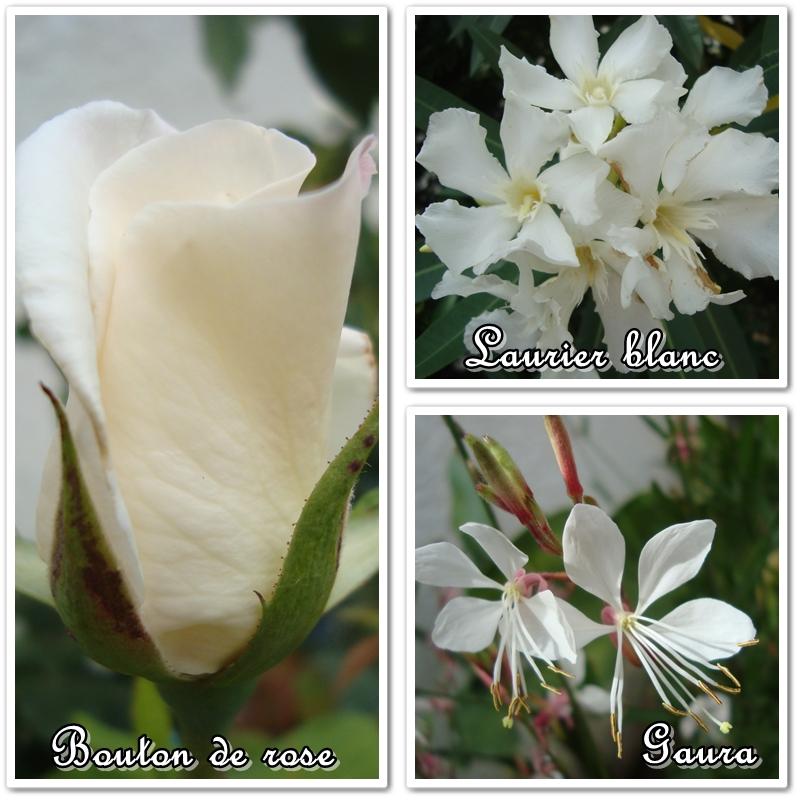 Du blanc au mauve en passant par le rose, 12 juillet 2011