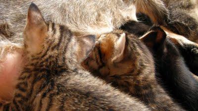 La Saga des tchiminousCinq prédateurs en pleine osmose, la suite