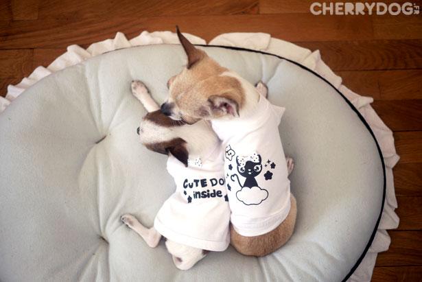 Les nouvelles collections 2011/2012 pour chiens vont débarquer !