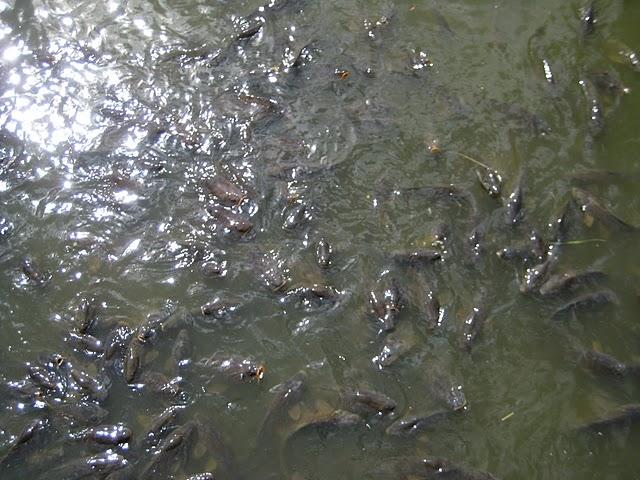 De Venise à Versailles