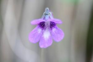 fleur de pinguicula leptoceras