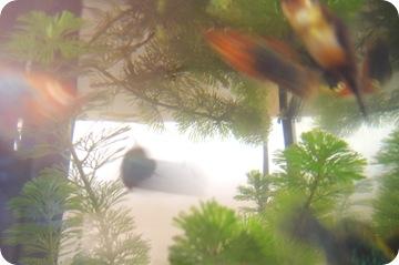 des nouveaux locataires...