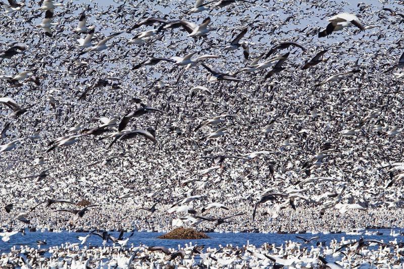 <b></div>Nuage d’oies</b>. Quand vient l’oie des neiges, certains plans d’eau du nord-ouest de l’État du Missouri, aux États-Unis, disparaissent littéralement sous un nuage de plumes à mesure que ces quelque 1,3 million d’oiseaux entament leur migration. Depuis l’Arctique, sa région d’origine, <i>Chen caerulescens</i> rejoint chaque année au printemps les zones humides où elle hiverne vers les marais de Californie, le Mexique, le Mississippi et les marais de Louisiane, le Texas ou le Québec en survolant la côte est américaine. Très grégaire, cette oie niche en immenses colonies qui prennent ensemble le chemin de la grande migration. L’oie des neiges cacarde, criaille, siffle et se nourrit principalement de végétaux.