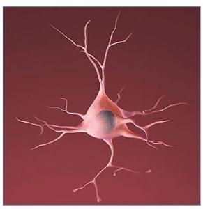 Des scientifiques fabriquent des NEURONES à partir de peau humaine – Nature