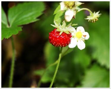 fraise des bois