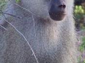 STRESS: Être toujours cher payé, même chez babouins! Science