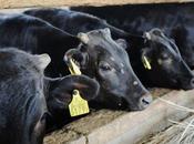 viande bœuf contaminée radiations vendue Japon