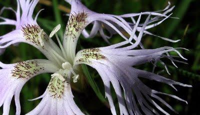 Hautes Chaumes vosgiennes : Dianthus superbus