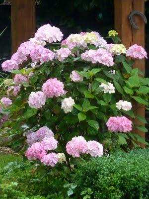 Difficile de profiter du jardin en ce moment...C'est plui...