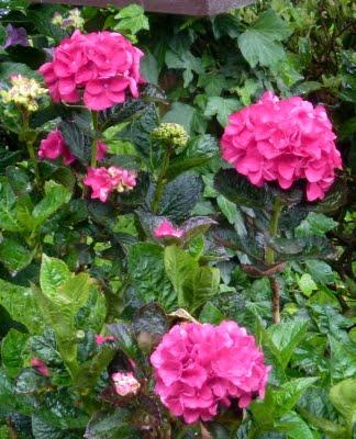 Difficile de profiter du jardin en ce moment...C'est plui...