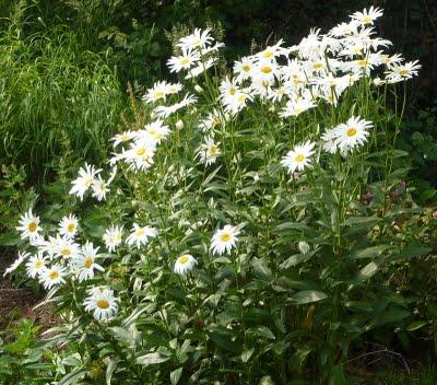 Difficile de profiter du jardin en ce moment...C'est plui...