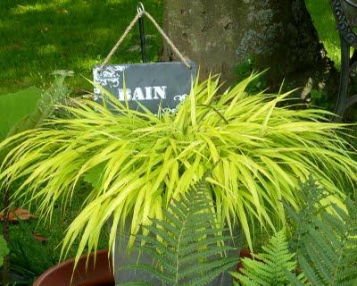 Difficile de profiter du jardin en ce moment...C'est plui...