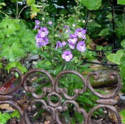 Difficile de profiter du jardin en ce moment...C'est plui...