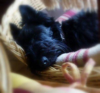 Difficile de profiter du jardin en ce moment...C'est plui...