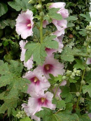Difficile de profiter du jardin en ce moment...C'est plui...
