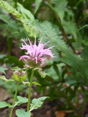 Difficile de profiter du jardin en ce moment...C'est plui...