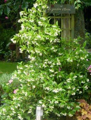 Difficile de profiter du jardin en ce moment...C'est plui...