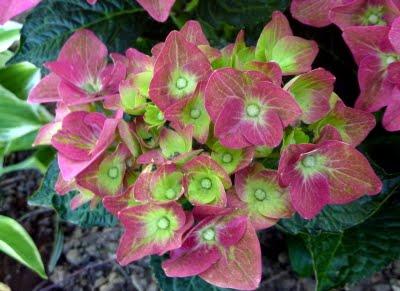 Difficile de profiter du jardin en ce moment...C'est plui...