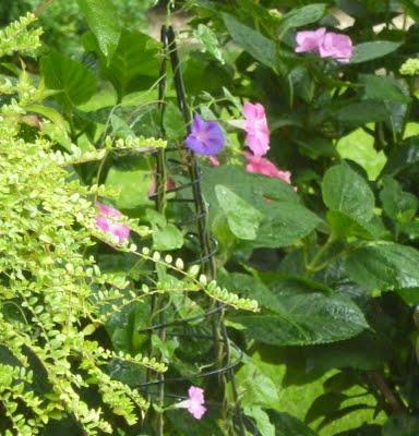 Difficile de profiter du jardin en ce moment...C'est plui...