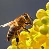 apiculteurs colère contre commercialisation pesticide Cruiser