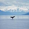 Protection des baleines : mensonges et corruption au sein de la communauté internationale