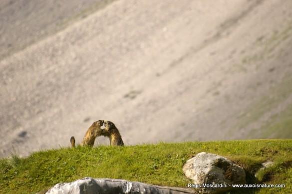 photo de marmotte auxois nature