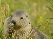 Comment photographier marmottes